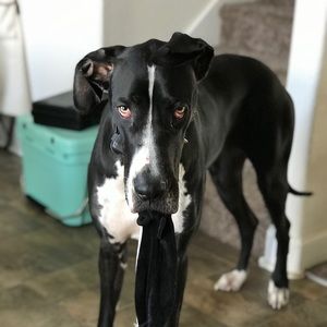 Meet your Posher, Alexxus